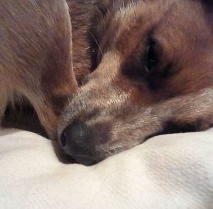 Meet your Posher, Jessest